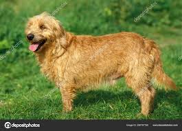 �����Ƒ��Ɍ}����O��